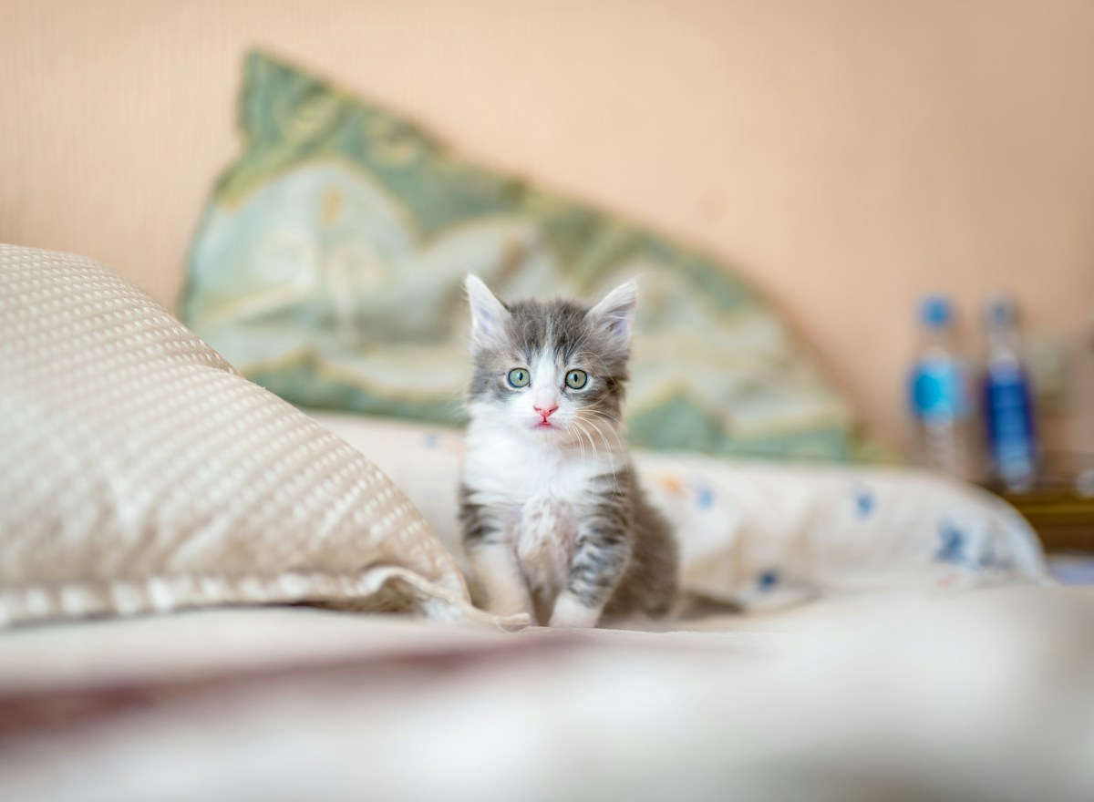 Cat photo inspiration for a pet-loving recipient
