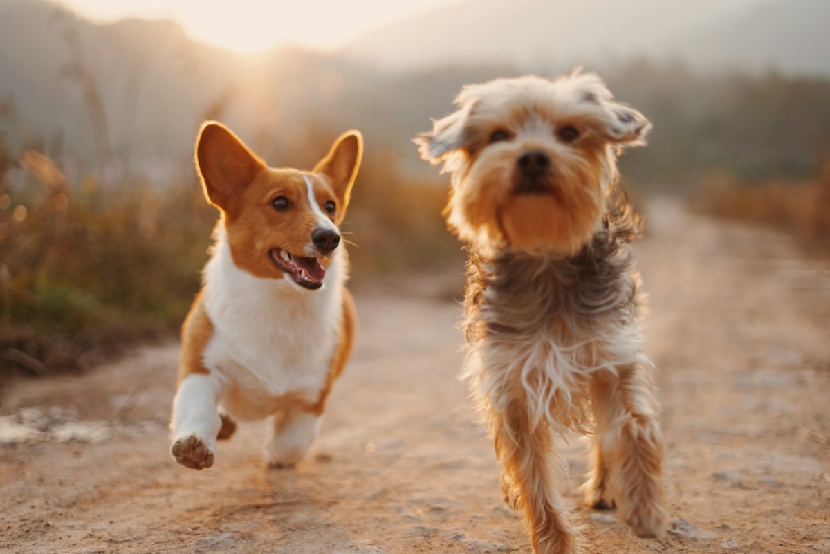 Two dogs sharing a happy moment, inspiration for a personal gift